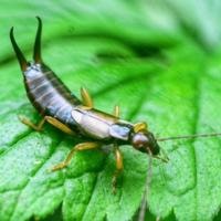 How to Get Rid of Eat Earwigs